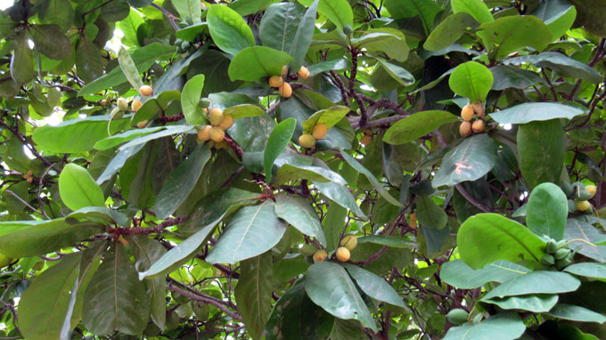 Tả cây bàng ở trong sân trường em – Bài làm văn hay – bailamvan.com